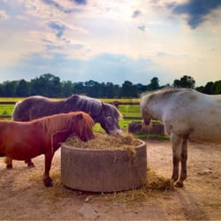 Ponyhof - Feierabend für die Ponys!