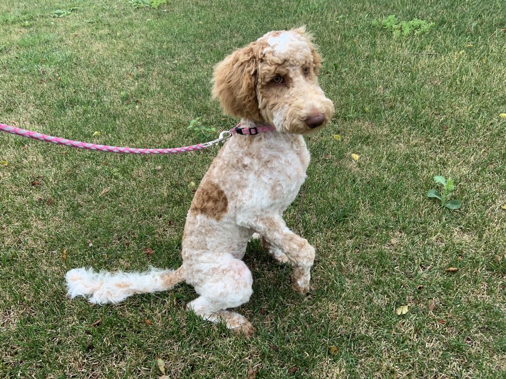 POOCH PARLOR Updated June 2024 13 Photos 3035 S Thayer Ave