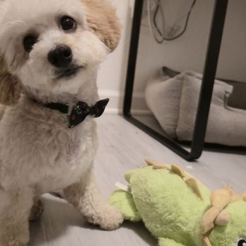 Happy Bay Paws - Pet Groomers Near Me Happy Bay Paws - Pet Groomers Near Me