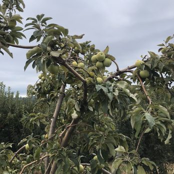 BJ Reece Orchards - Apple trees! - Fruits & Veggies Near Me - Ellijay, Georgia