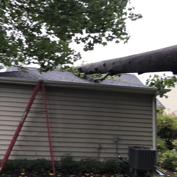E&E Tree Services - Tree Services Near Me - Williamsburg, Virginia E&E Tree Services - Tree Services Near Me - Williamsburg, Virginia