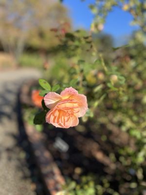 Memphis Botanic Garden by null