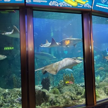 Shedd Aquarium - Caribbean fish - Aquariums Near Me - Chicago, Illinois Shedd Aquarium - Caribbean fish - Aquariums Near Me - Chicago, Illinois