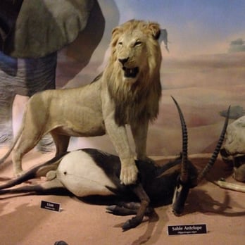 Petaluma Wildlife Museum - Museums Near Me - Petaluma, California
