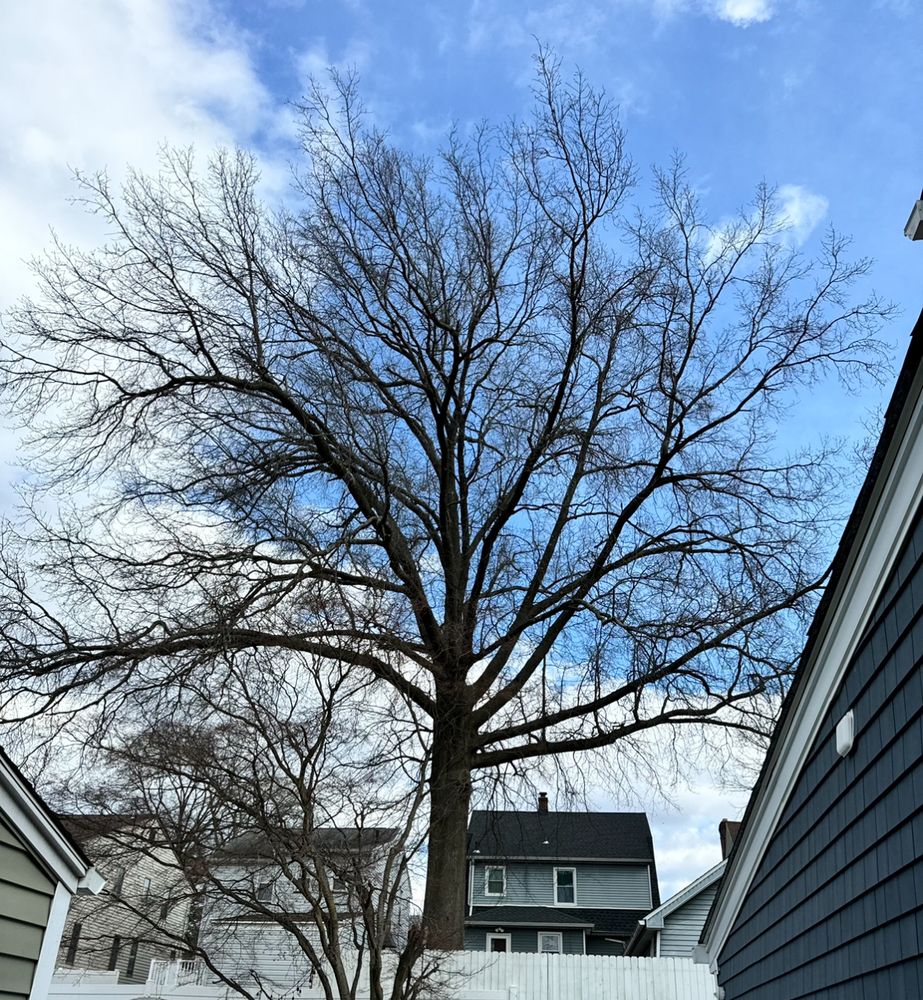 Choco Tree Service - tree service in Newark, NJ