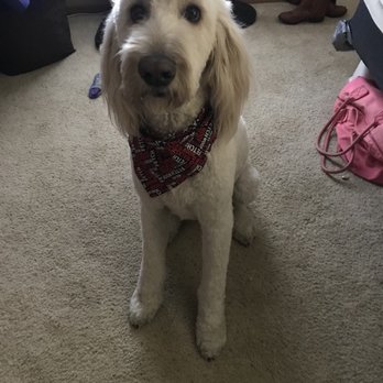 A Clip Above - Winston - Pet Groomers Near Me - Centennial, Colorado