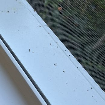 Southern Exposure Sunrooms - Gnats intruded inside the screen that was installed in the sunroom - Patio Coverings Near Me - Clayton, North Carolina Southern Exposure Sunrooms - Gnats intruded inside the screen that was installed in the sunroom - Patio Coverings Near Me - Clayton, North Carolina
