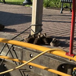 Morning coffee with neighbors