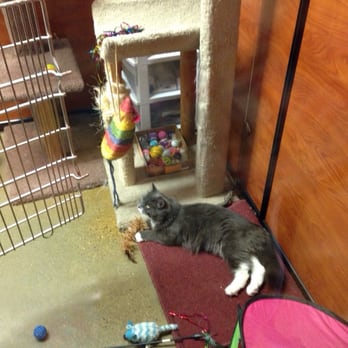 PetSmart - Getting a kitty cat was one of the best things I have done! Adopt from pet smart pelham today ! - Pet Groomers Near Me - Pelham, New York PetSmart - Getting a kitty cat was one of the best things I have done! Adopt from pet smart pelham today ! - Pet Groomers Near Me - Pelham, New York