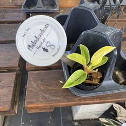 Garden Shack - Moonlight Philodendron