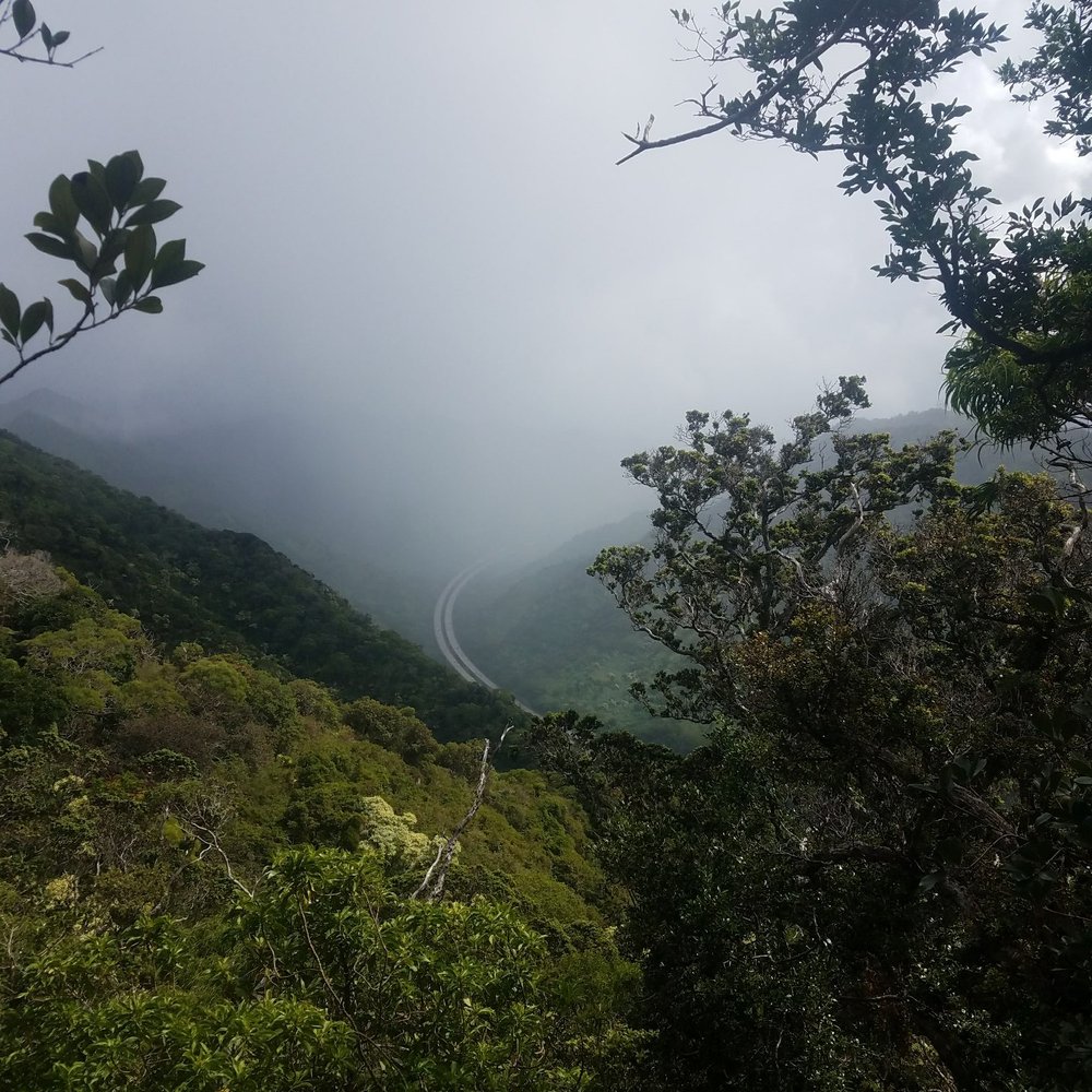 Aiea Loop Trail - Hiking Near Me - Aiea, Hawaii