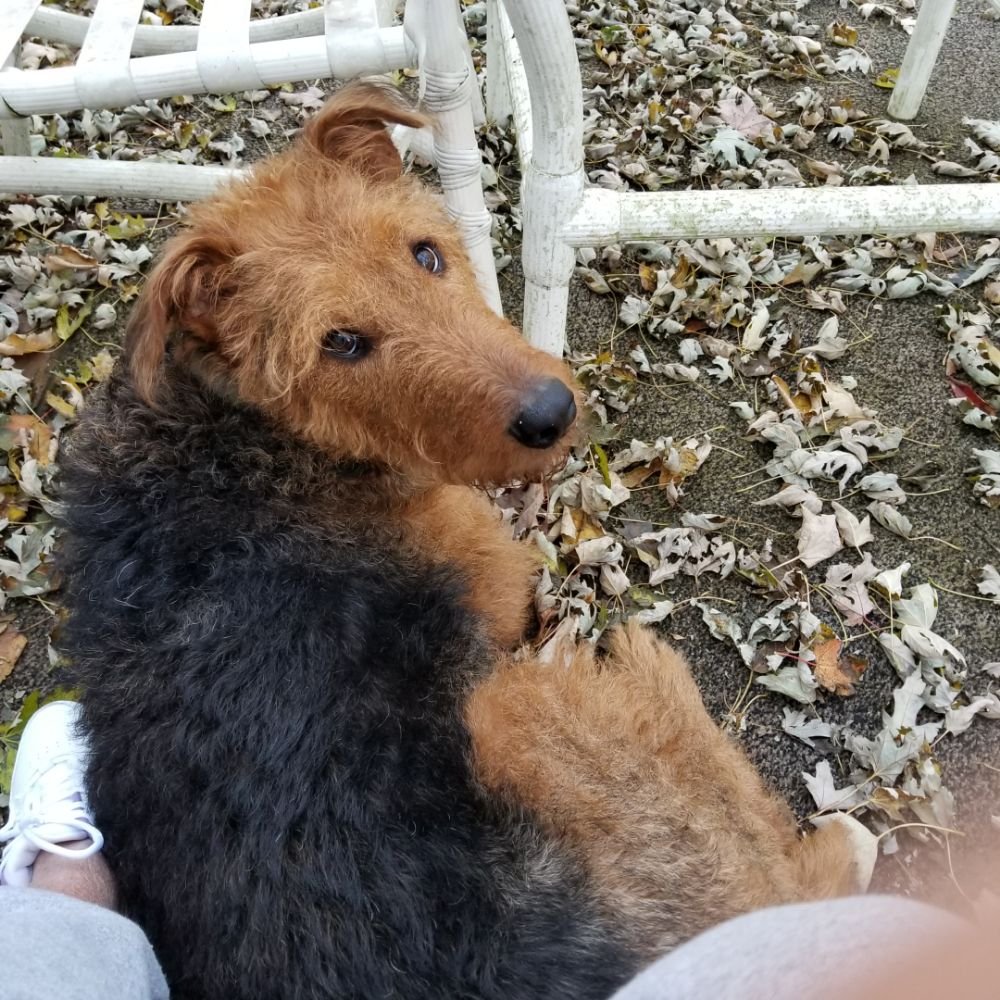 ANGEL PET SITTING Updated June 2024 54 Photos 14 A Ave, West