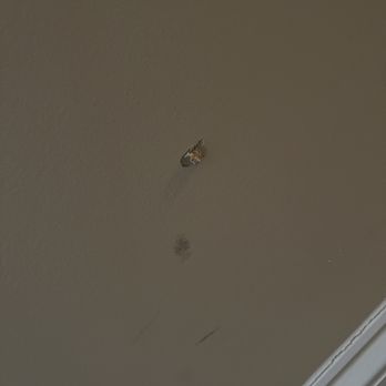 Bug Out - Pest Control Near Me - Winston-Salem, North Carolina Bug Out - Pest Control Near Me - Winston-Salem, North Carolina