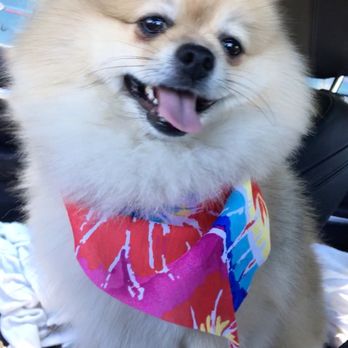 Grooming Works - Pet Groomers Near Me - Mountain View, California Grooming Works - Pet Groomers Near Me - Mountain View, California