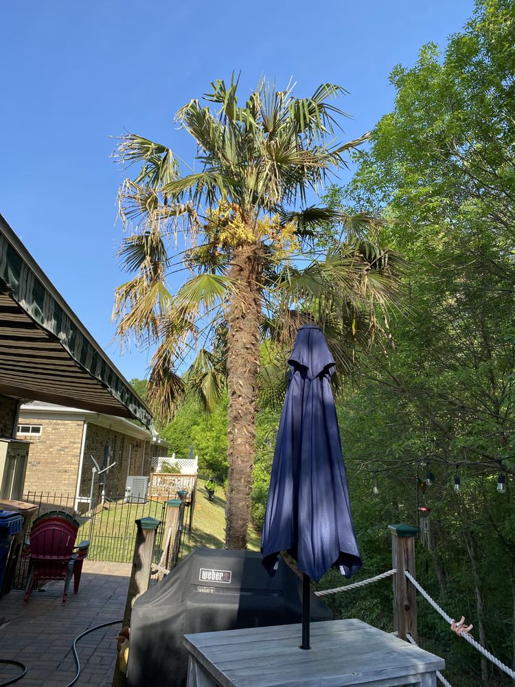 CLT Tree - tree service in Charlotte, NC