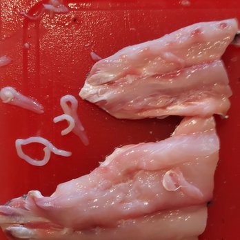 Baybrooks Fresh Seafood - LOOK! FREE BAIT!! - Seafood Markets Near Me - Seabrook, Texas