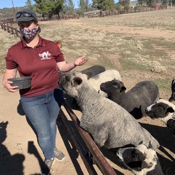 Oasis Camel Dairy - Tour Guide. Homegirl loves her animals, she is cool as hell. - Attraction Farms Near Me - Ramona, California Oasis Camel Dairy - Tour Guide. Homegirl loves her animals, she is cool as hell. - Attraction Farms Near Me - Ramona, California