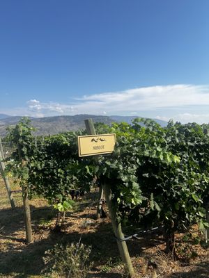 Terrafina at Hester Creek by null