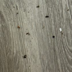 Quality Inn - More bugs