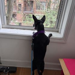 Little Donita, surveys the street from the safety of her forever home!
