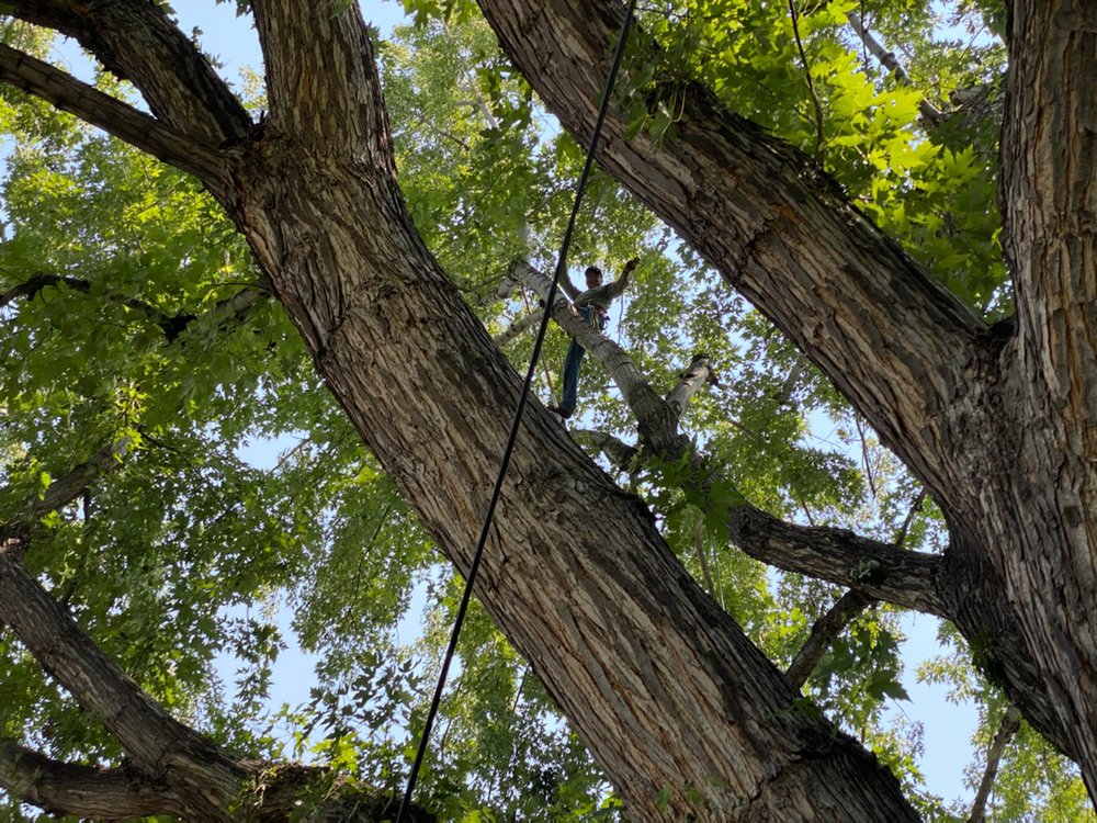 RED EARTH TREE Updated August 2024 Aurora, Colorado Tree Services