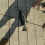 Photo of Fishing Dock Town Lake Park