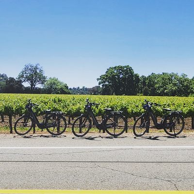 Napa Valley Bike Tours & Rentals by null