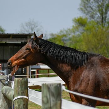 Canine Redemption - Horse Photography - Pet Photography Near Me Canine Redemption - Horse Photography - Pet Photography Near Me