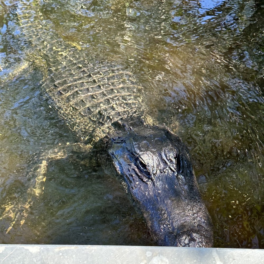 Everglades Airboat Expeditions - Boat Tours Near Me Everglades Airboat Expeditions - Boat Tours Near Me