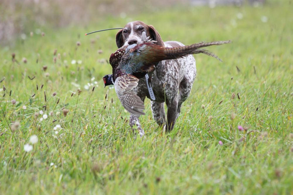 Bourbon Creek Gun Dogs & Guides Logo