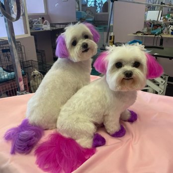 Barner Grooming - Pet Groomers Near Me - Glendale, Arizona Barner Grooming - Pet Groomers Near Me - Glendale, Arizona