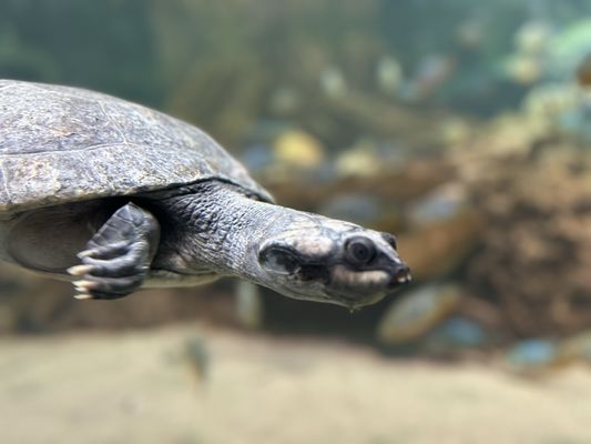 Shedd Aquarium by null