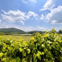 Wills Creek Vineyards