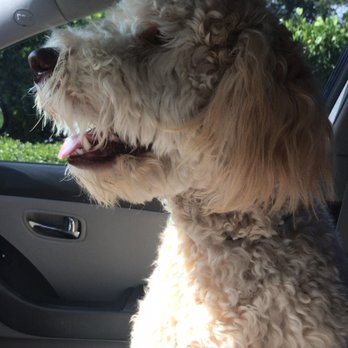 Loving Touch Grooming Salon - Before - Pet Groomers Near Me - Miami, Florida Loving Touch Grooming Salon - Before - Pet Groomers Near Me - Miami, Florida