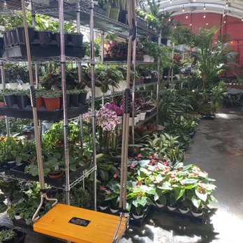 The Plant Chica - Nurseries & Gardening Near Me - leimert park, California The Plant Chica - Nurseries & Gardening Near Me - leimert park, California