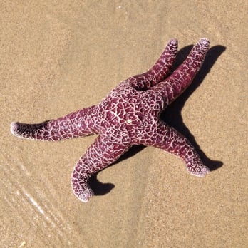 Hobson Beach Park - Starfish right on the beach! - Parks Near Me - Ventura, California