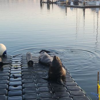 Humphreys Half Moon Inn - Mr Seal morning greeting - close to hotel (1 mile) - San Diego, CA