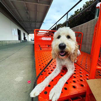 Fetch & Flight - Pet Training Near Me