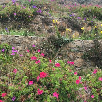 Sutro Heights Park - July wildflowers on the ruins of the old Sutro houss - Parks Near Me - San Francisco, California Sutro Heights Park - July wildflowers on the ruins of the old Sutro houss - Parks Near Me - San Francisco, California