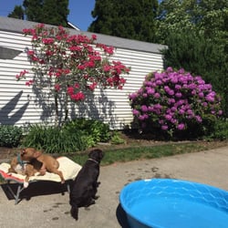 Lucky Dog Resort - Hangin' at the pool
