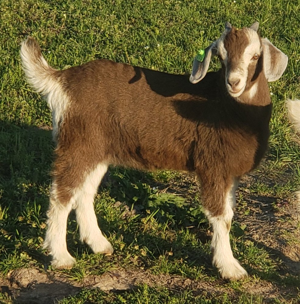 SUNDOWN ACRES 3671 Sundown Rd, Greenville, Texas Ranches Phone