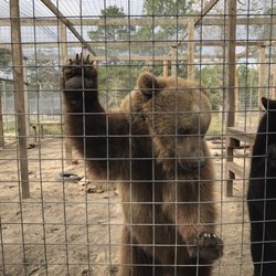 Single Vision Sanctuary - Bruiser the Bear