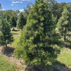 Mistletoe Christmas Tree Farm - Virginia Pine are sheared and ready to go.