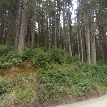 Prairie Creek Redwoods State Park - The ferns! - Parks Near Me - Orick, California Prairie Creek Redwoods State Park - The ferns! - Parks Near Me - Orick, California