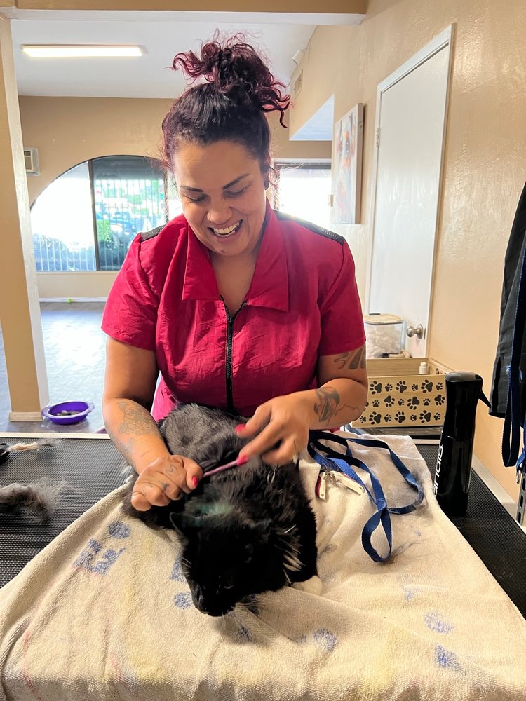 PAWADISE GROOMING Updated May 2024 163 Photos & 34 Reviews 3205