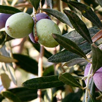 Custom Weed & Pest Control - We provide olive tree fruit suppression. - Pest Control Near Me