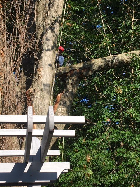 Tree Pro - tree service in Lexington, KY