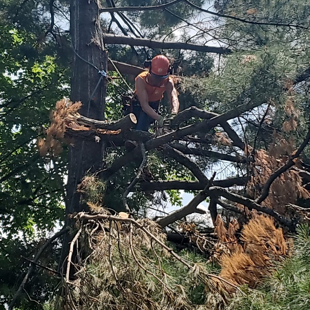 TOP 10 BEST Tree Services in Bloomington, MN - Yelp (Updated December 2023)