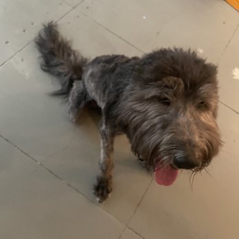 Bubbles On Wheels - Pet Groomers Near Me