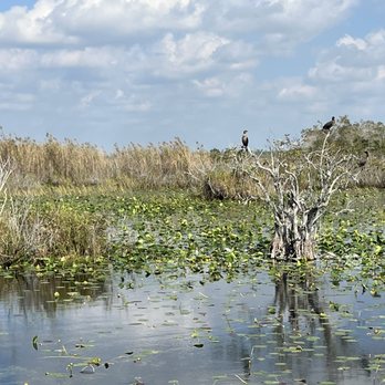 Everglades Gator Grill - American Near Me - Homestead, Florida